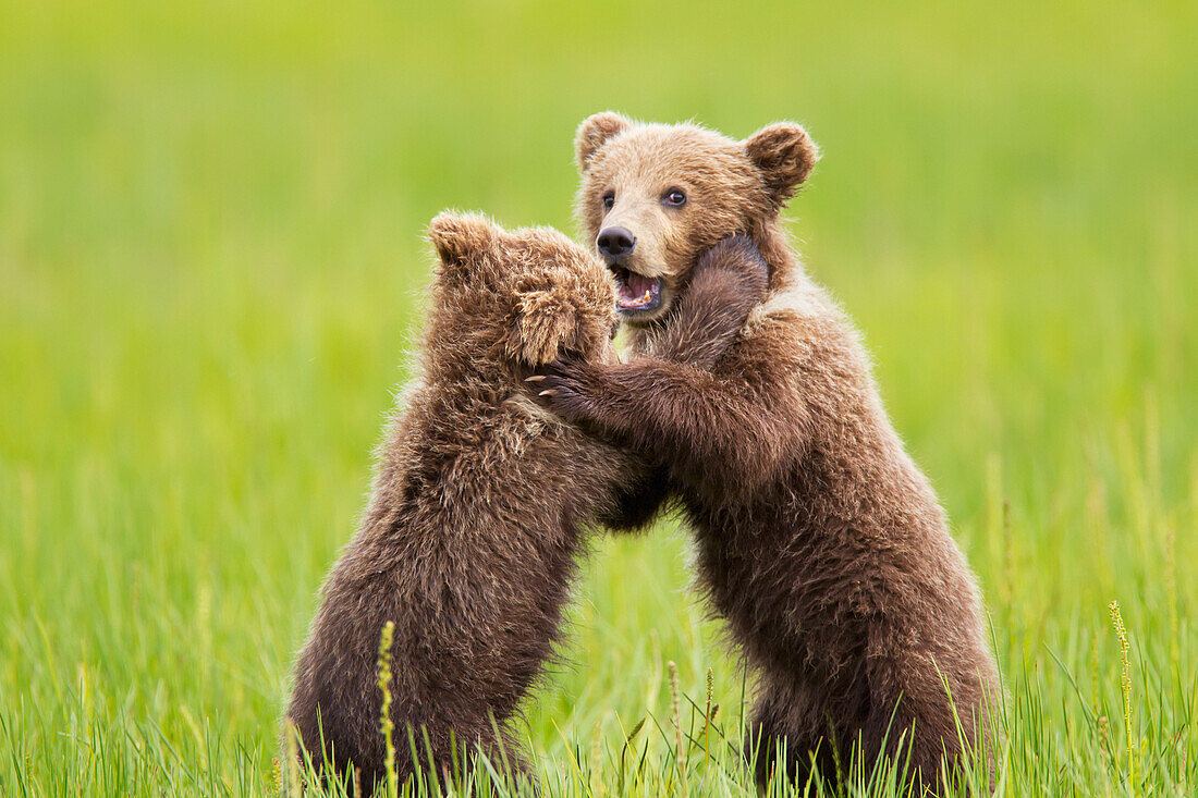 'Two brown bear cubs playing at lake clarke national park;Alaska united states of america'