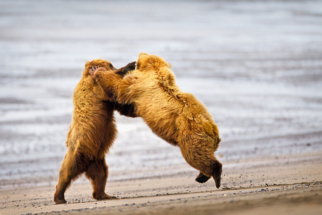 'Two brown bears fighting on a beach at lake clarke national park;Alaska united states of america'