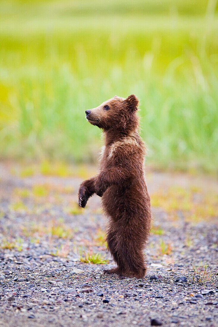 'Brown bear cub standing at lake clarke national park;Alaska united states of america'