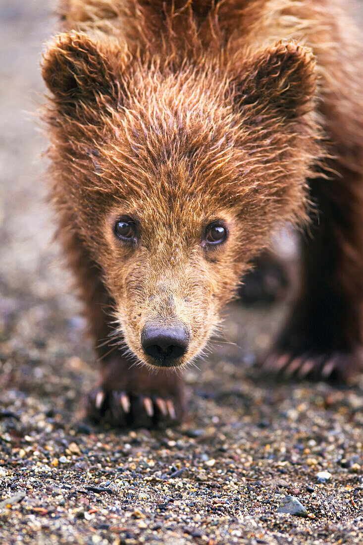 'Brown bear cub walking towards camera at lake clarke national park;Alaska united states of america'