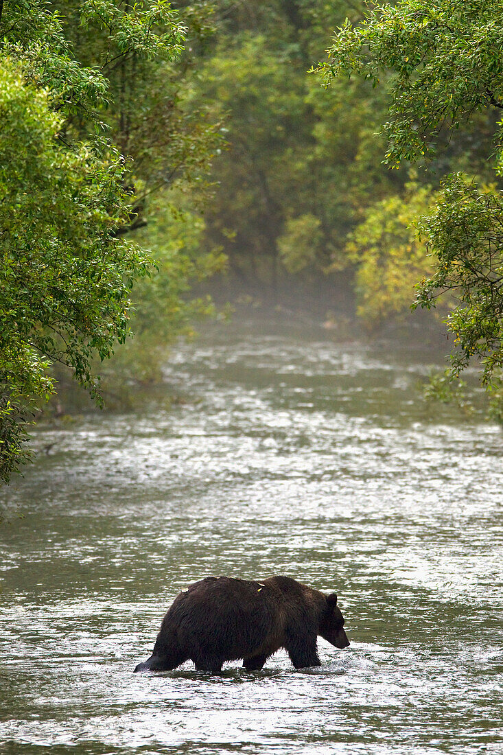 'Brown bear in water at fish creek;Hyder alaska united states of america'