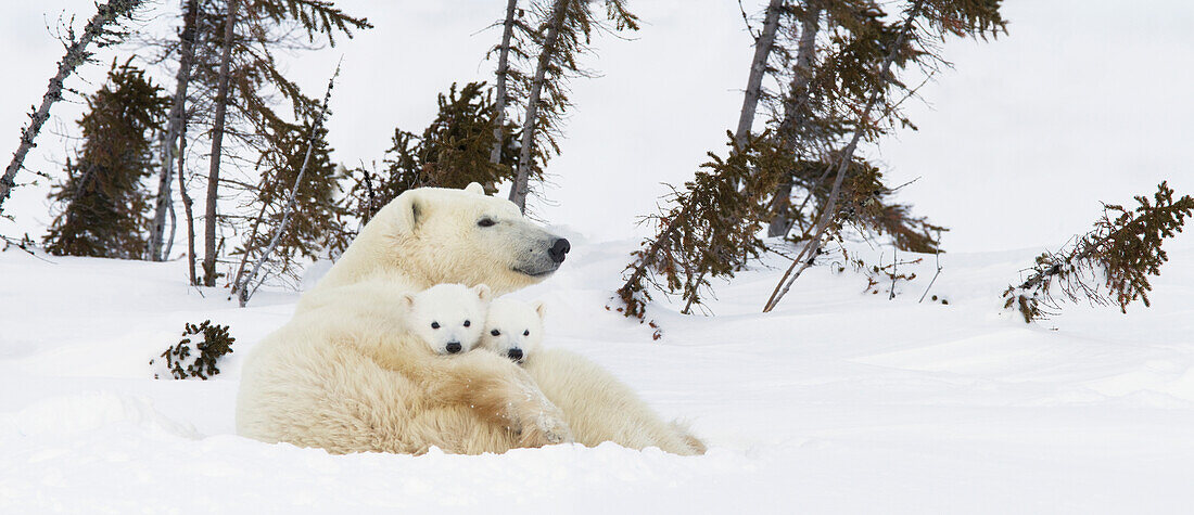 'Polar bear (ursus maritimus) sow and two cubs rest on their mother's back outside their den at wapusk national park;Manitoba canada'