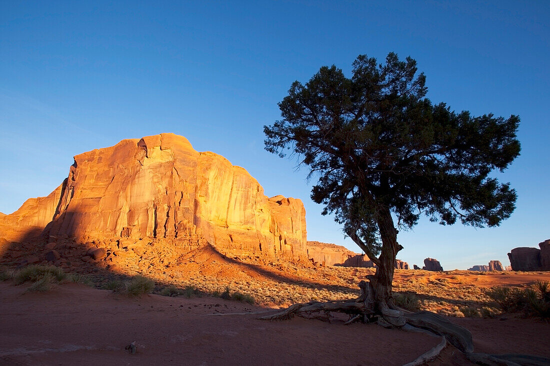 'Tree and a rock formation at sunrise;Monument valley utah united states of america'