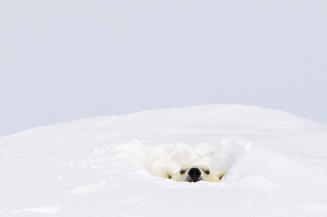 'Polar bear (ursus maritimus) sticking it's head out of a den at wapusk national park;Manitoba canada'