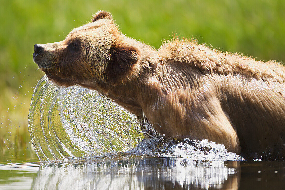 'Grizzly bear (ursus arctos horribilis) emerges from the water at the khutzeymateen grizzly bear sanctuary near prince rupert;British columbia canada'
