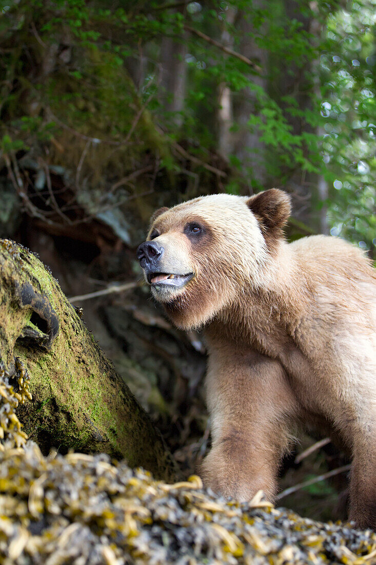 'Grizzly bear (ursus arctos horriblis) close up walking directly over a trail at the khutzeymateen grizzly bear sanctuary near prince rupert;British columbia canada'