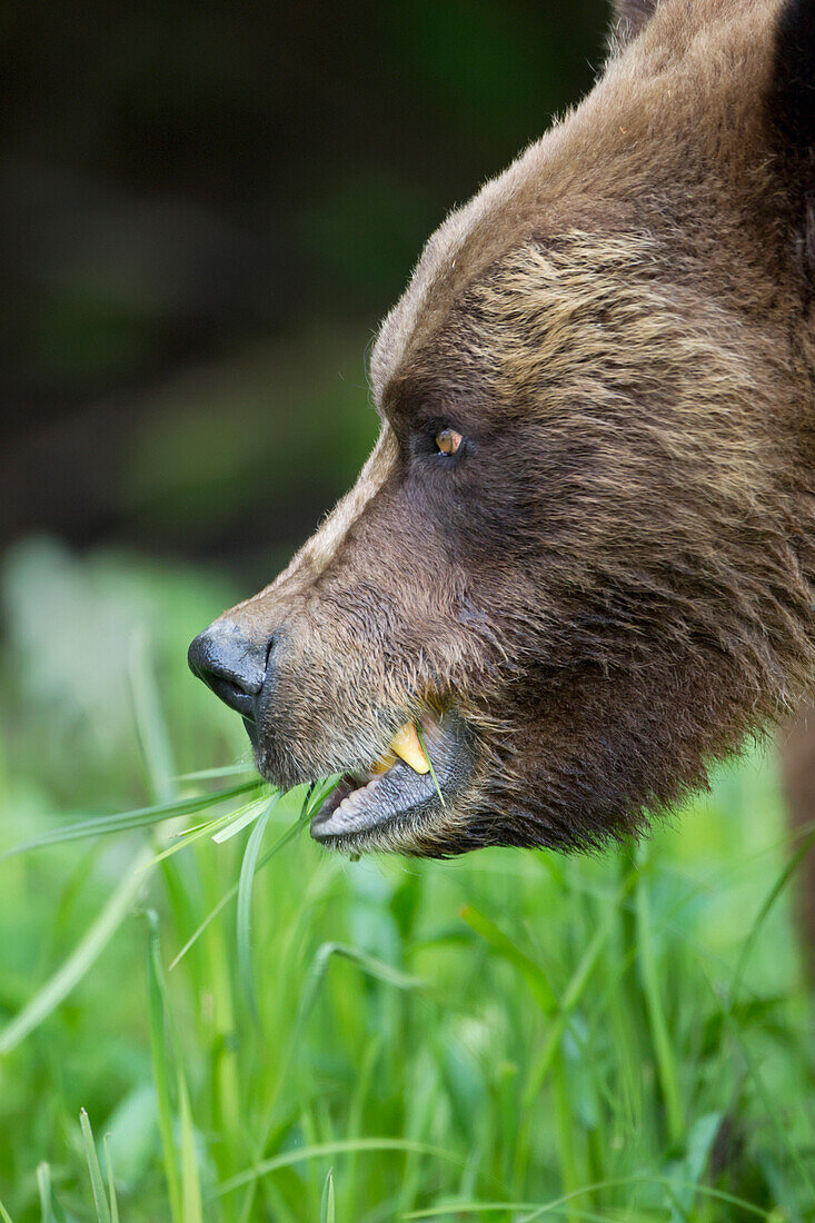 'Grizzly bear (ursus arctos horribilis) close up eating grass at the khutzeymateen grizzly bear sanctuary near prince rupert;British columbia canada'