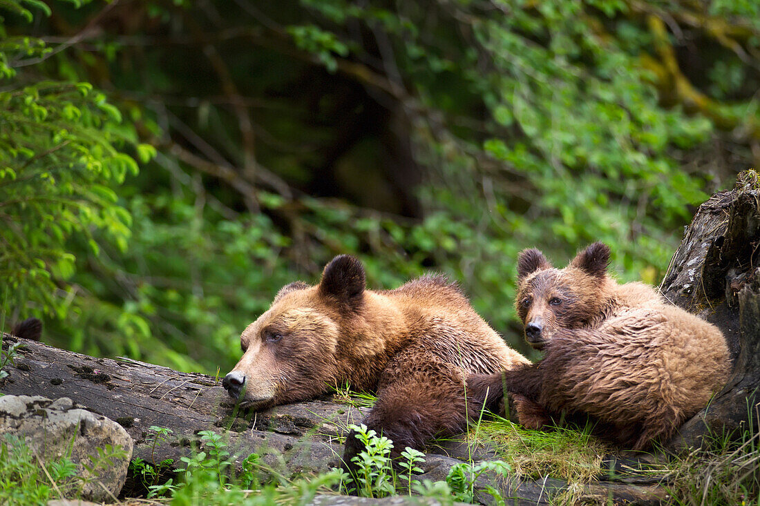 'Grizzly bear (ursus arctos horribilis) cub and sow at the khutzeymateen grizzly bear sanctuary near prince rupert;British columbia canada'