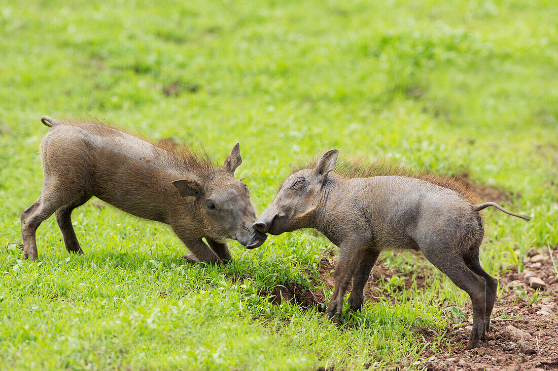 'Baby warthogs (phacochoerus africanus) playing at ngorongoro crater;Tanzania'