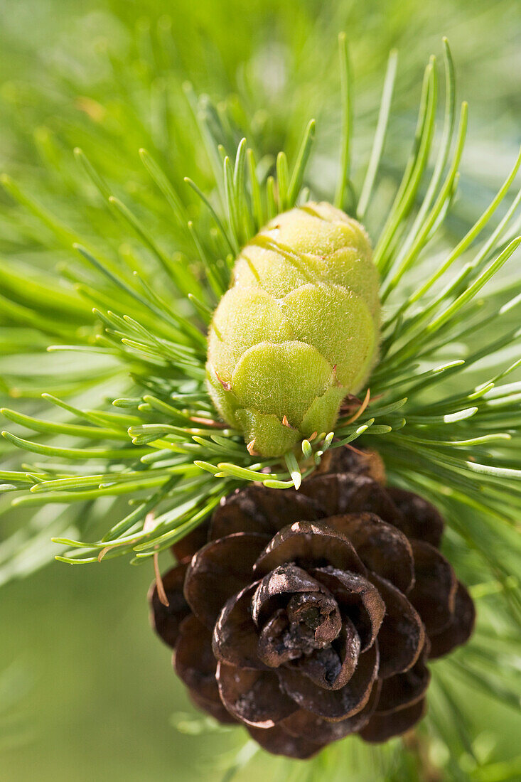 'Close up of a green and brown larch tree cone;Calgary alberta canada'