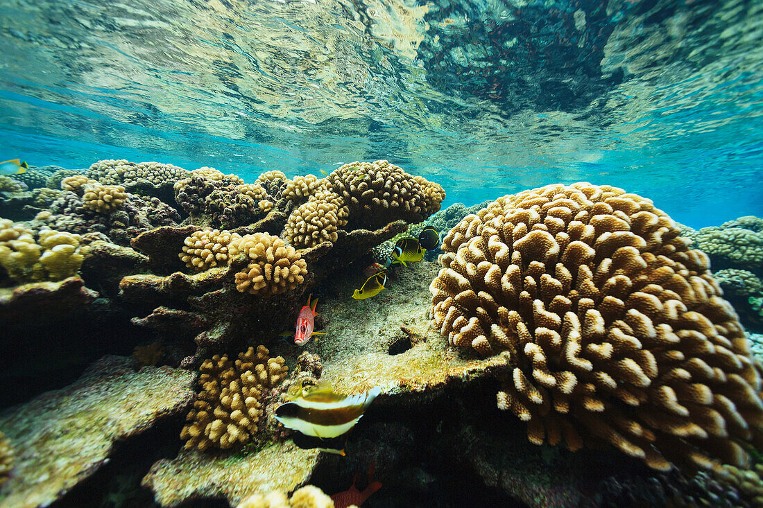 'Shallow pristine coral reef;Fakarava island tuamotus group french polynesia south pacific'