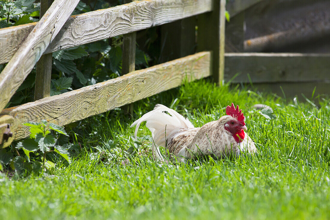 'A chicken sitting in the grass by a wooden fence;Northumberland england'