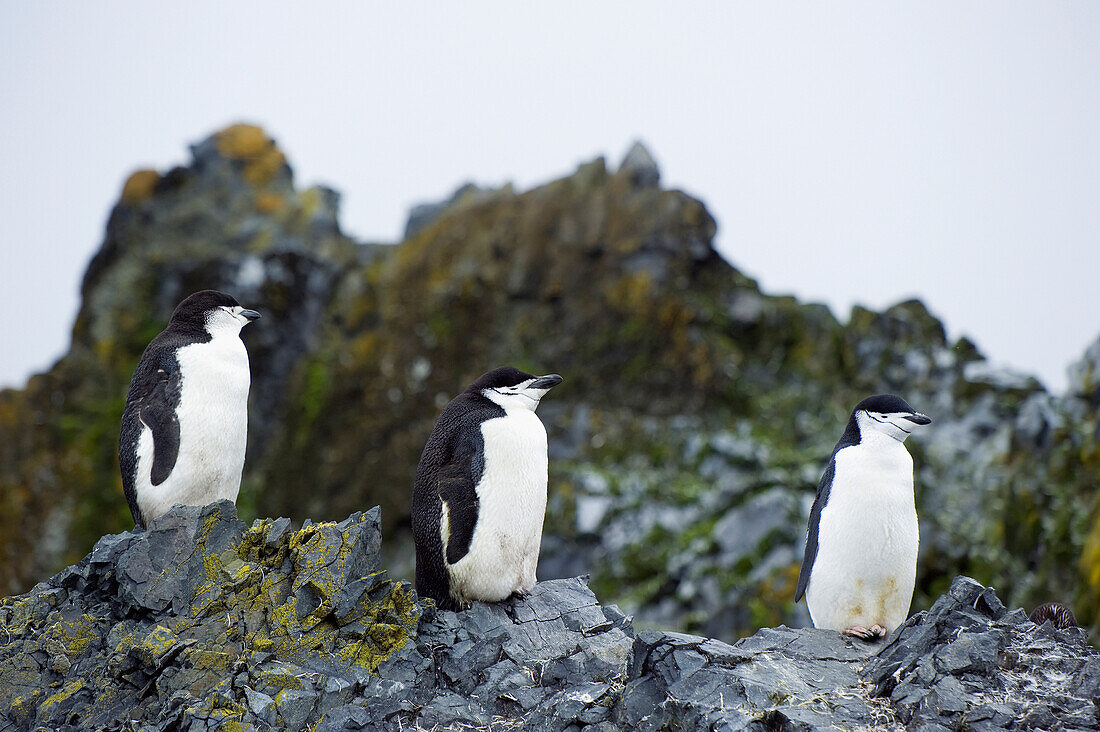 'Chinstrap penguins (pygoscelis antarcticus);Antarctica'