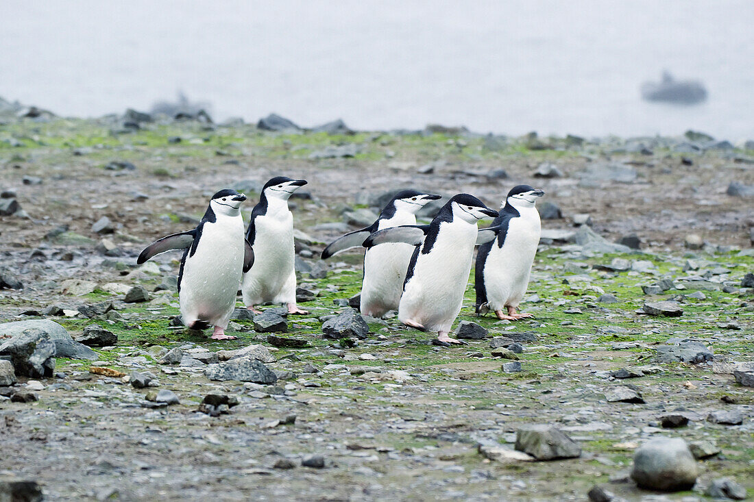 'Chinstrap penguins (pygoscelis antarcticus);Antarctica'