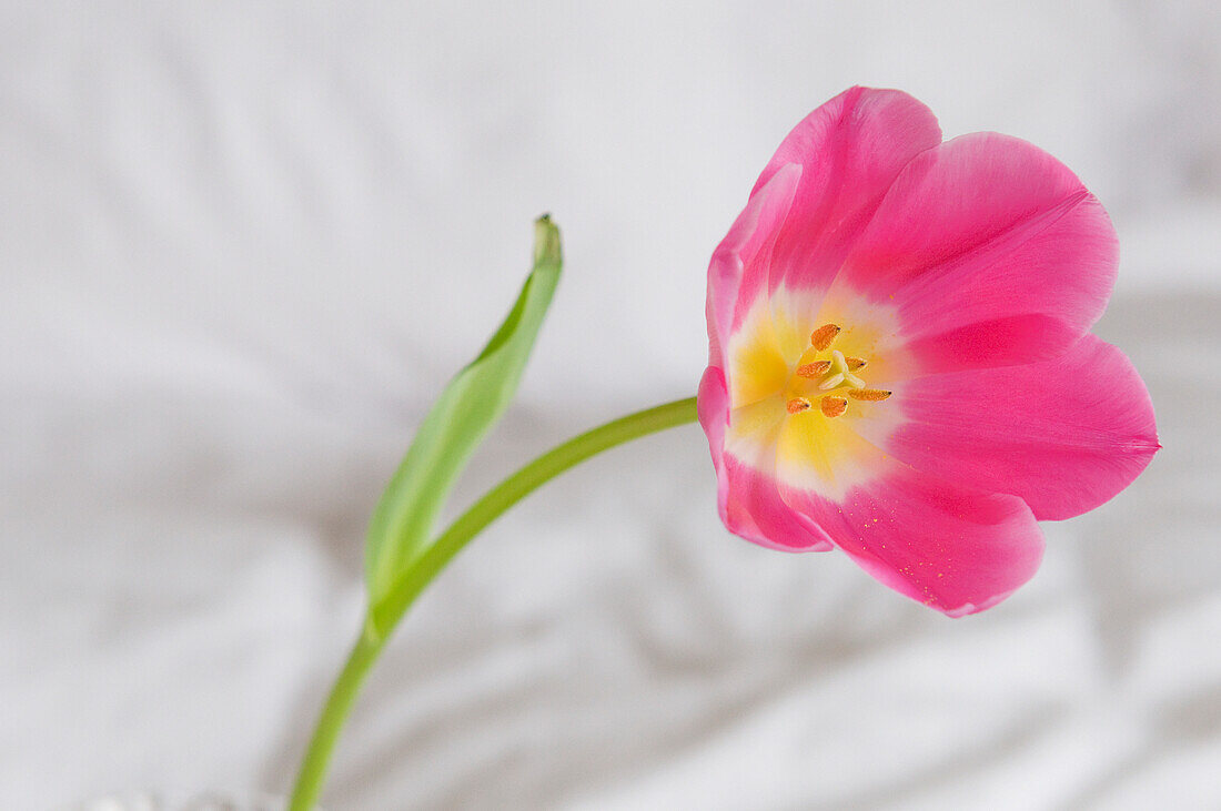 Rosa Tulpe; Edmonton-Alberta-Kanada