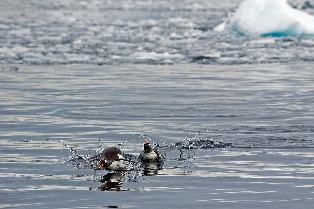 'Penguins in the water;Antarctica'