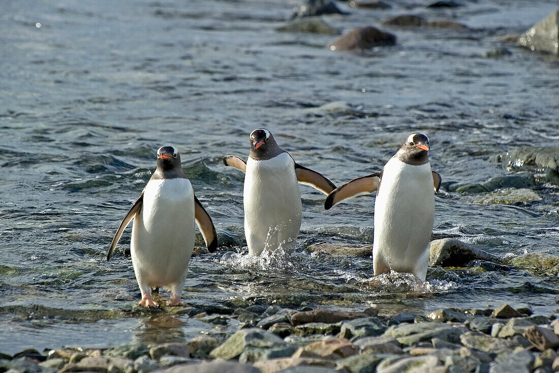 'Three penguins walking in the shallow water;Antarctica'
