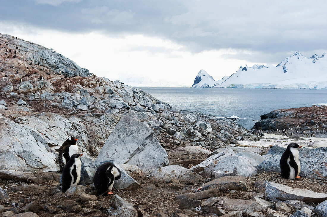 'Gentoo penguins (pygoscelis papua);Antarctica'