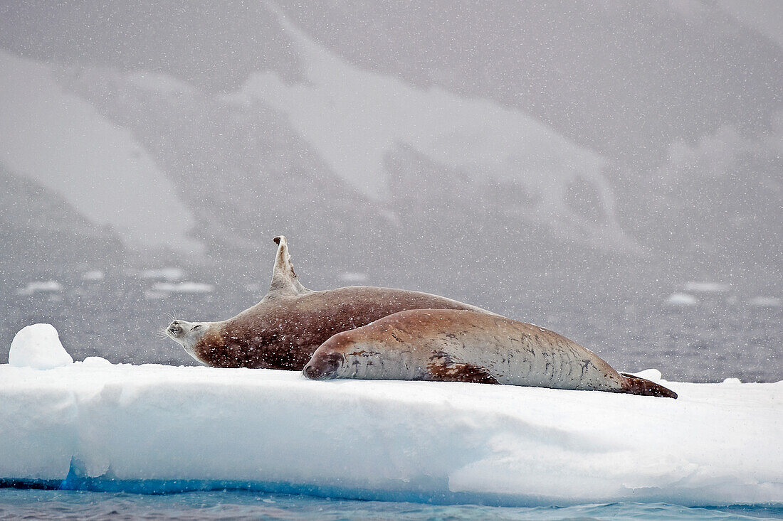 'Seals laying on a piece of ice;Antarctica'