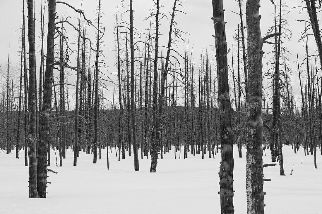 'Leafless trees in the snow in winter in yellowstone national park;Wyoming united states of america'