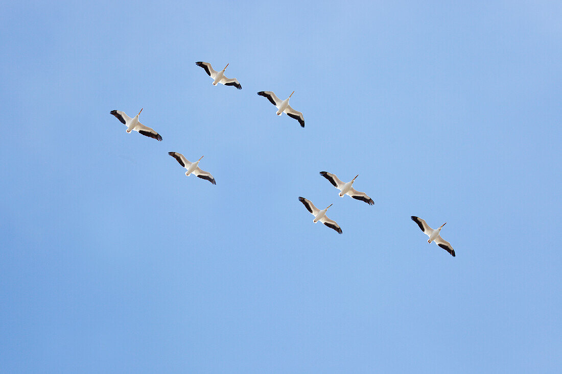 'White pelicans in flight against a blue sky;Montana united states of america'