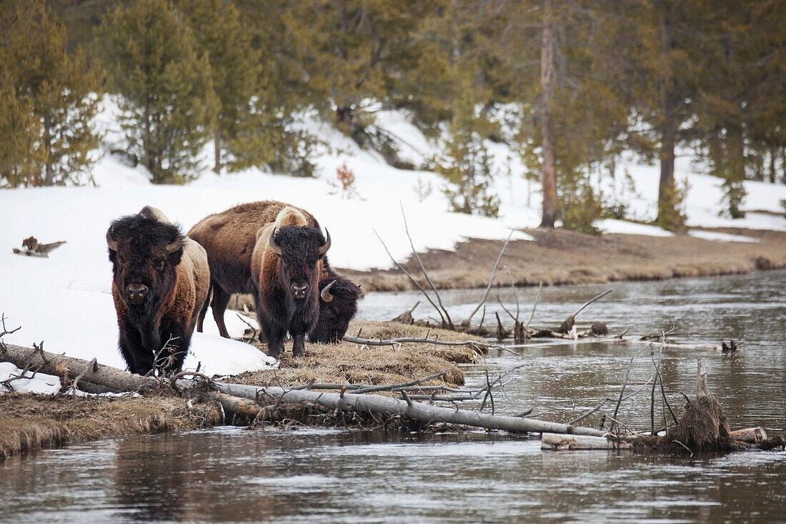 'Buffalo walking along the river's edge in yellowstone national park;Wyoming united states of america'
