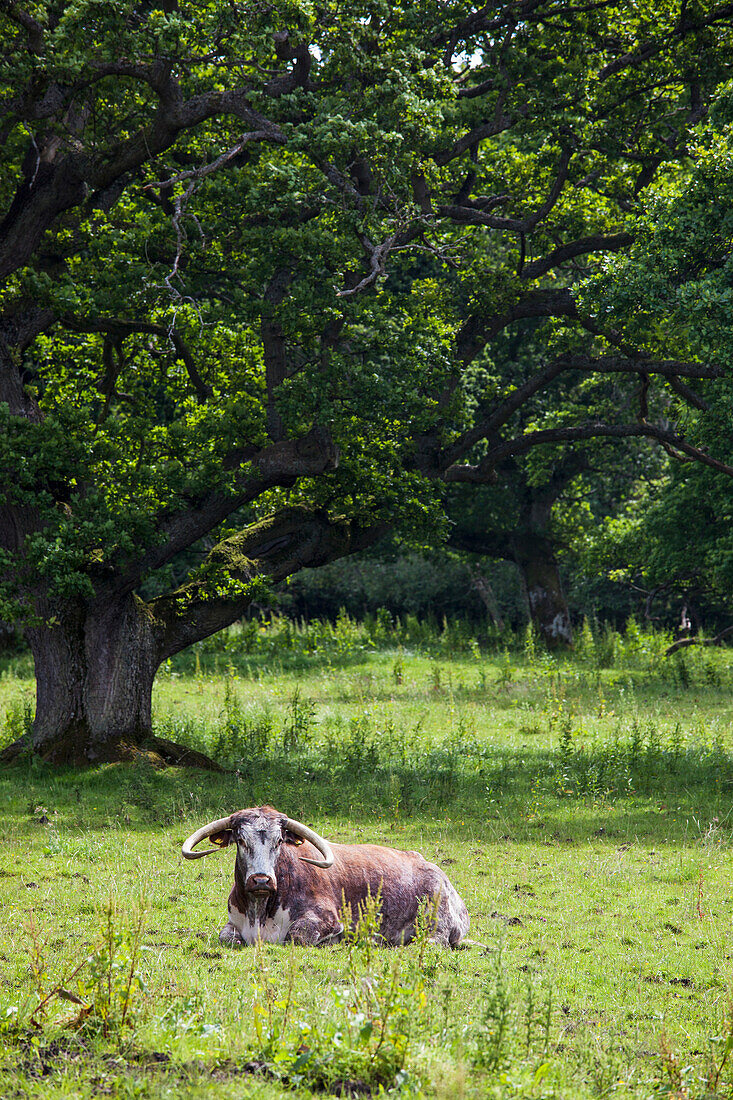 'A bovine animal laying on the grass;Northumberland england'