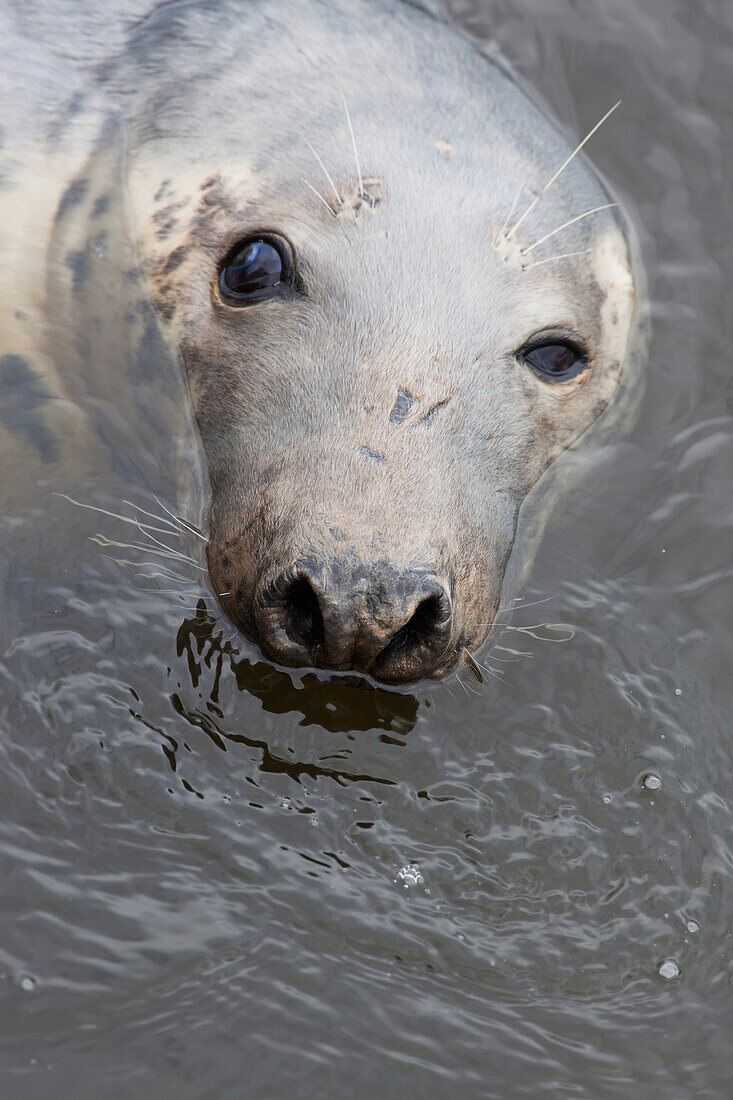 'A seal in the water;Eyemouth scottish borders scotland'
