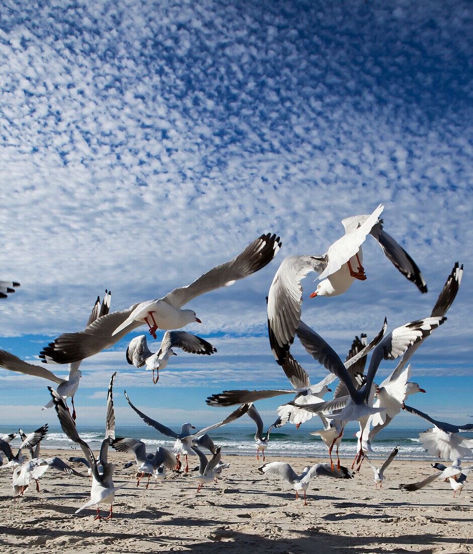 'A flock of birds taking flight from a beach;Gold coast queensland australia'