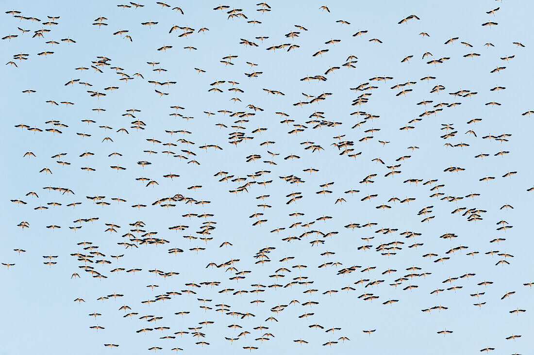 'A flock of birds in a blue sky;Tarifa cadiz andalusia spain'
