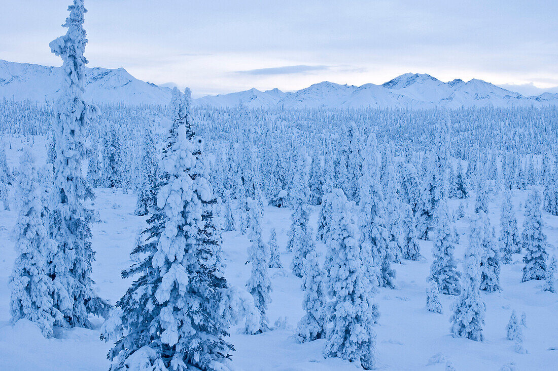 Snow-Covered Spruce Trees Line The Highway Near Gunsight Mountain Along The Glenn Highway Above Matanuska-Susitna Valley, Southcentral Alaska, Winter