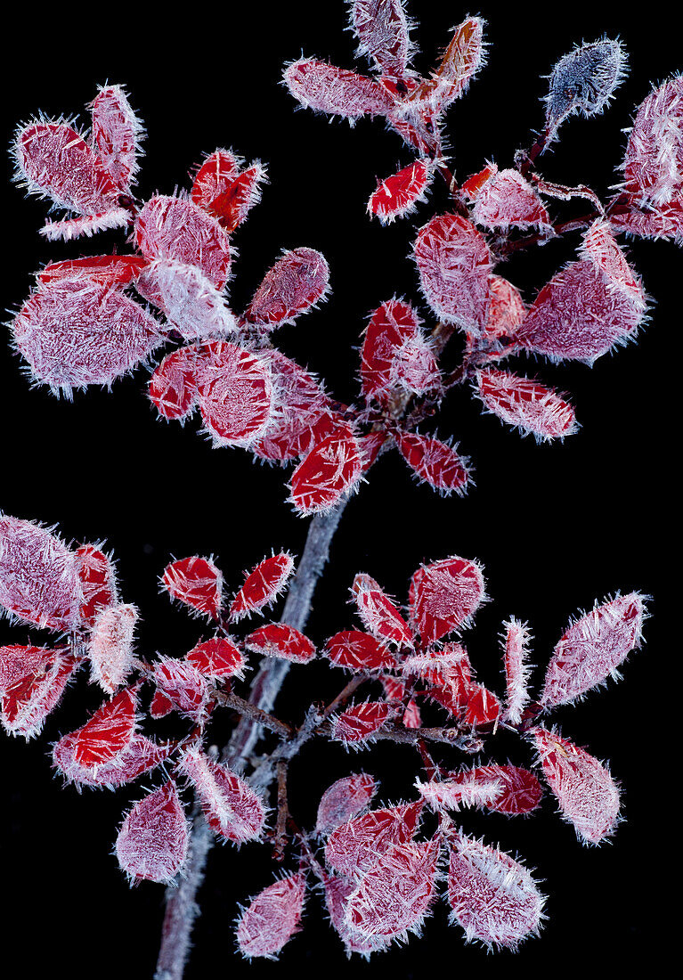 Macro Shot Of Frost Covered Red Leaves And Stem Of A Blueberry Plant, Maclaren River Valley, Denali Highway, Interior Alaska, Autumn