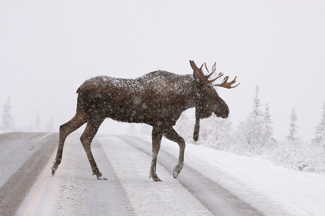 A Bull Moose Crosses The Park Road In Denali National Park During A Snowstorm In September, Interior Alaska