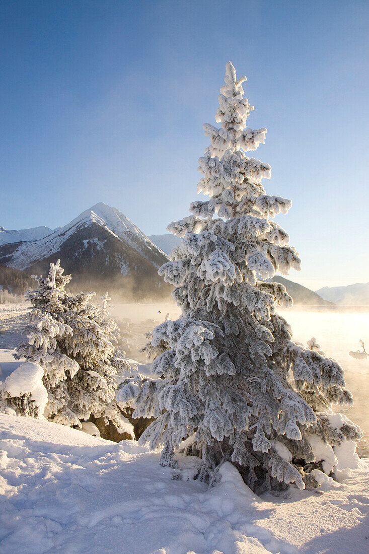 Hoar-Frost Covered Spruce Trees On Shore Of Turnagain Arm During Winter In Southcentral Alaska