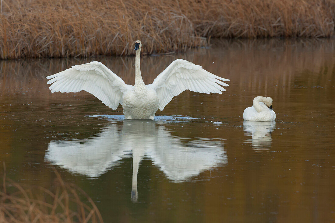 A Trumpeter Swan Flaps Its Wings While Its Mate Sits At Its Side, Potter Marsh, Anchorage, Southcentral Alaska, Autumn