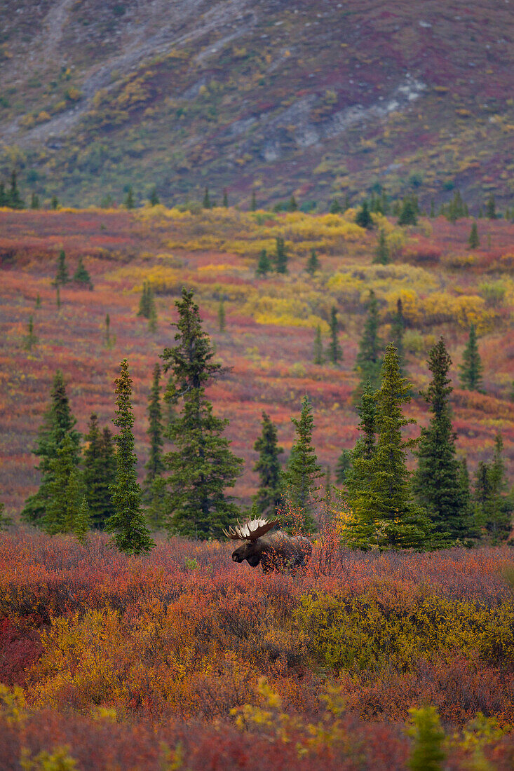 View Of An Adult Bull Moose Standing Amongst Fall Tundra Foliage, Denali National Park And Preserve, Interior Alaska, Autumn