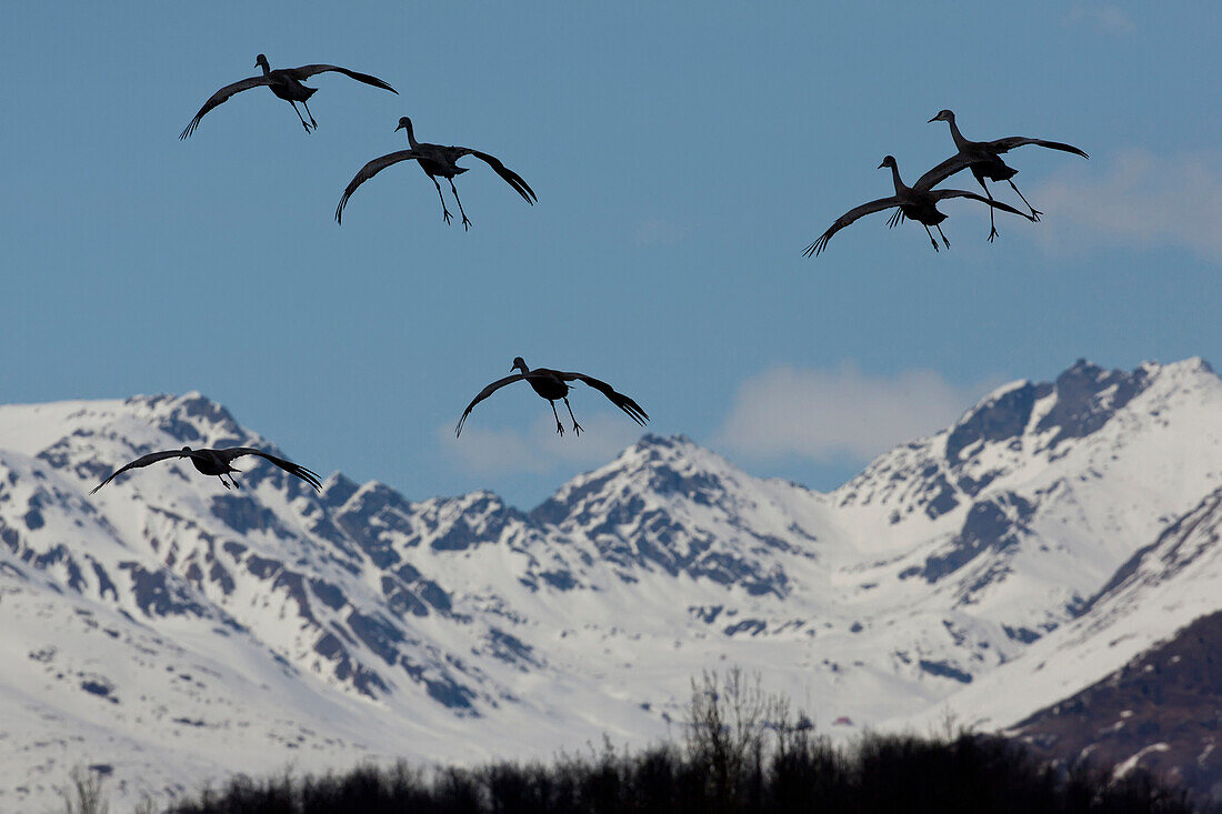 Group O Sandhill Cranes Spread Their Wings And Prepare For A Landing In The Mat-Su Valley Near Palmer, Southcentral Alaska, Spring
