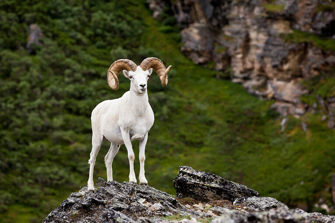 A Full-Curl Dall Ram Stands On A Rock Outcrop Facing Forward, Denali National Park And Preserve, Interior Alaska, Summer