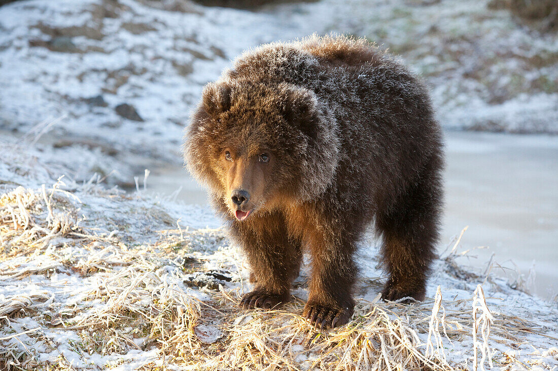 Captive: Kodiak Brown Bear Cub With Frost Covered Fur Standing On Snowcovered Ground, Alaska Wildlife Conservation Center, Southcentral, Alaska, Winter