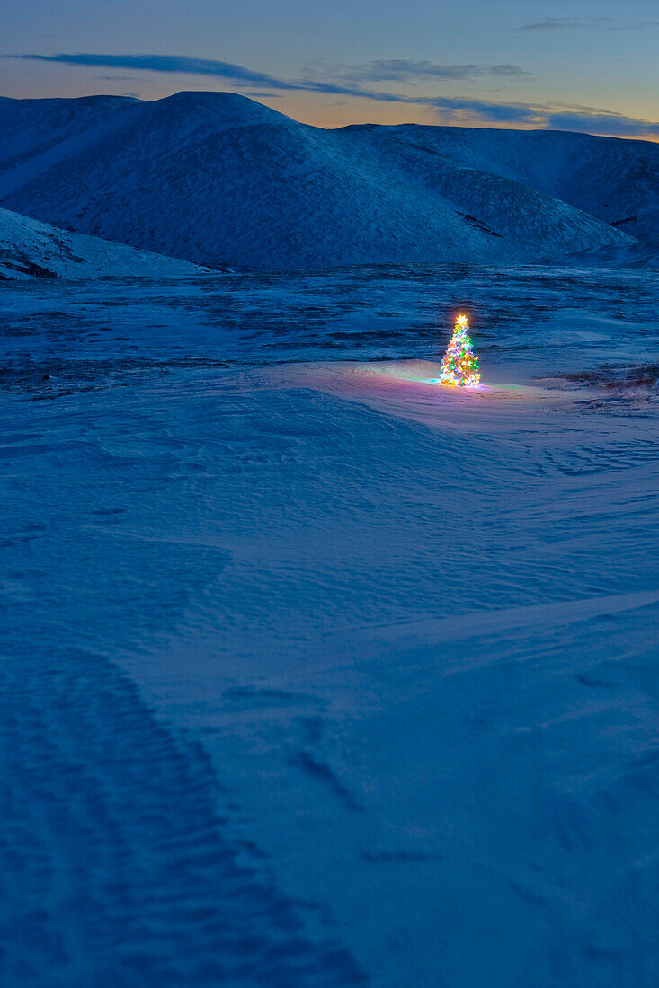 Lit Christmas Tree At Twilight Outside With Pinelle Mountain Range In The Background At Eagle Summit Along The Steese Highway In Interior Alaska