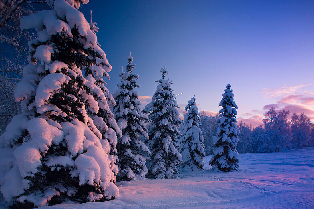 Snow Covered Spruce Trees At Sunset With Pink Alpenglow During Winter, Russian Jack Park, Anchorage, Southcentral Alaska, Usa.