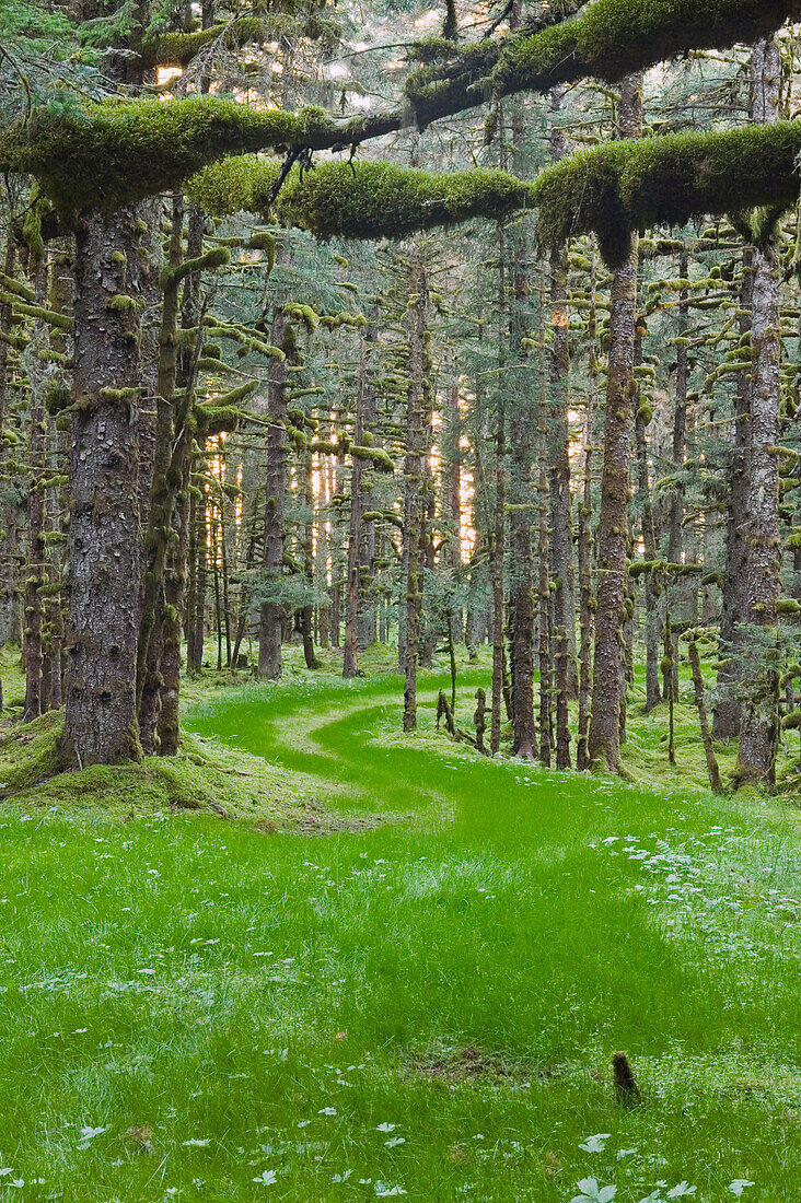 Overgrown Old Road Through Spruce Forest Covered In Moss Kodiak Island Southwest Alaska Autumn