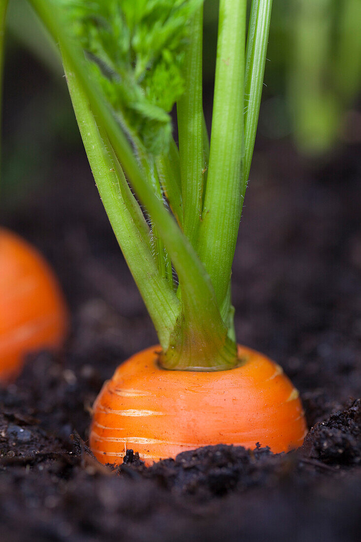 Macro Of Carrots Growing In Soil In A Garden, Kodiak Island, Southwest Alaska, Summer