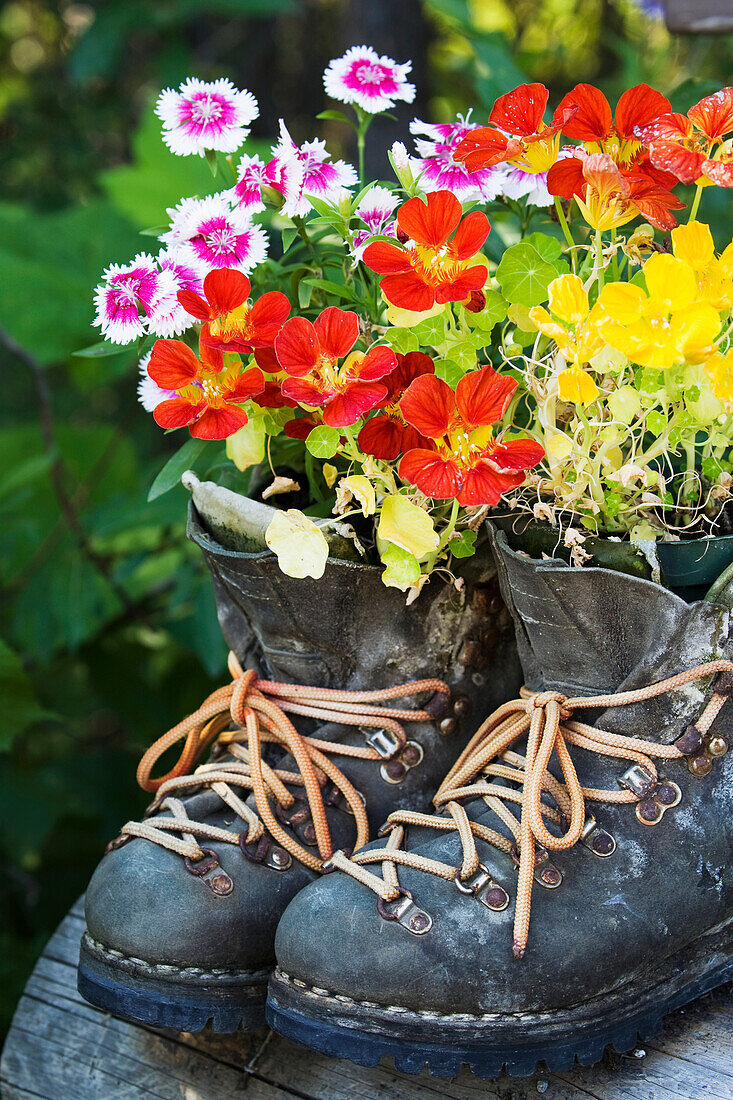 Bunte Blumen wachsen in Wanderschuhen; Field british columbia canada'