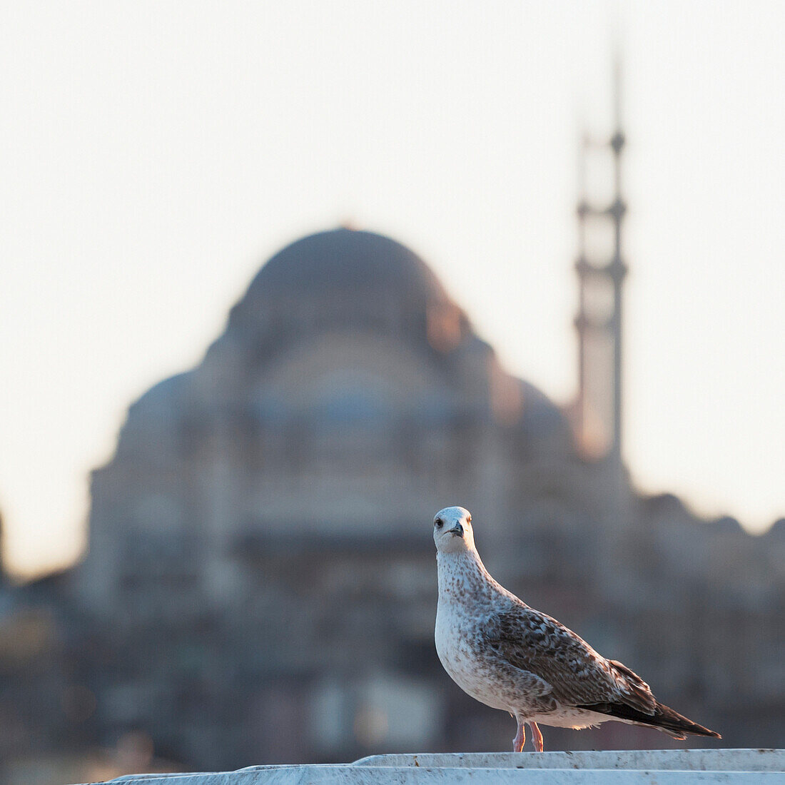 'A watchful bird with the suleymaniye mosque in the background;Istanbul turkey'