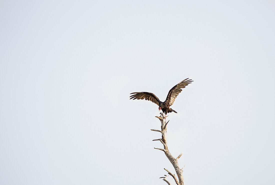'Turkey vulture (cathartes aura) on the top of a tree in the gulf islands;British columbia canada'