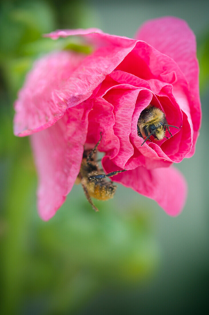 'Two bumble bees on a pink rose;Devon alberta canada'