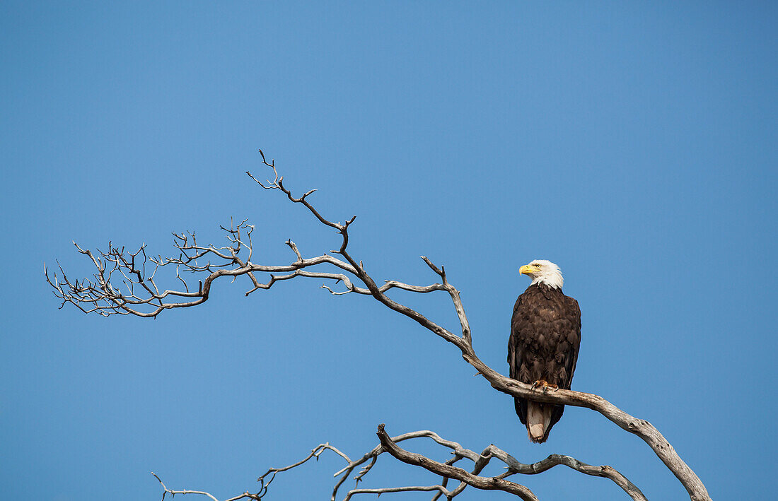 'Bald eagle (haliaeetus leucocephalus) rests on a weathered branch on portland island;Gulf islands british columbia canada'