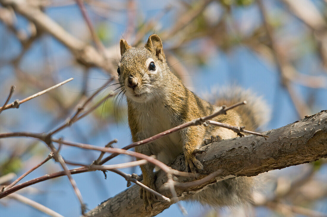 'A squirrel in a tree;Edmonton alberta canada'