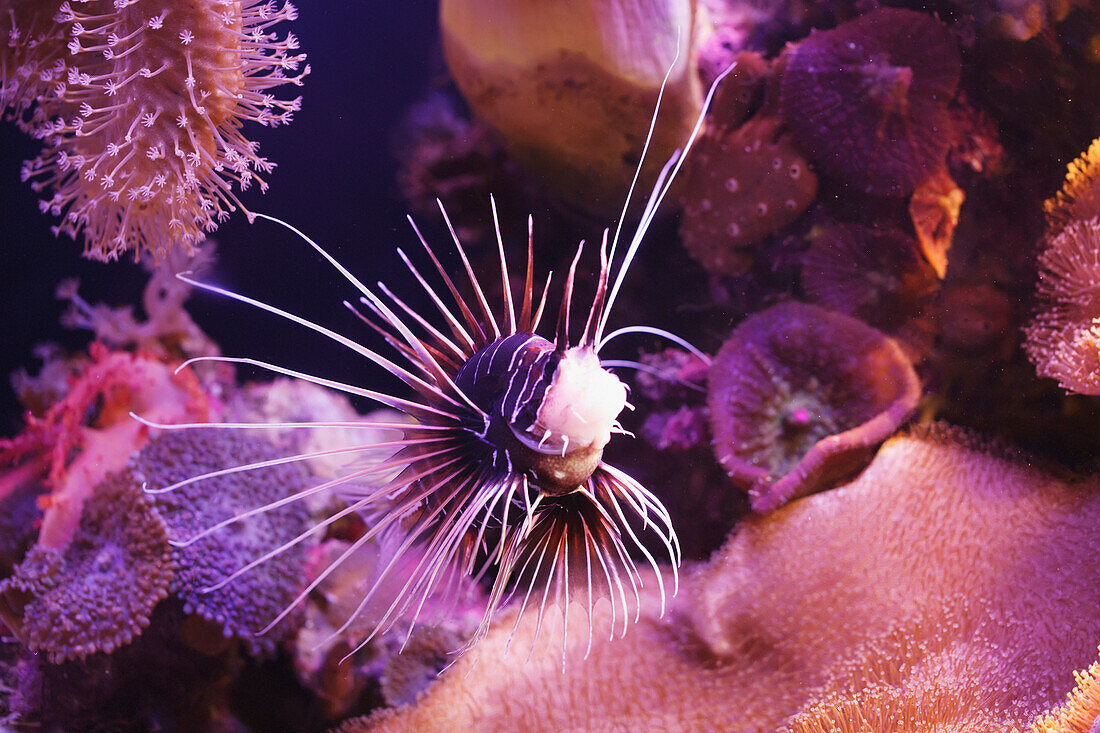 'Clearfin turkeyfish;Israel'